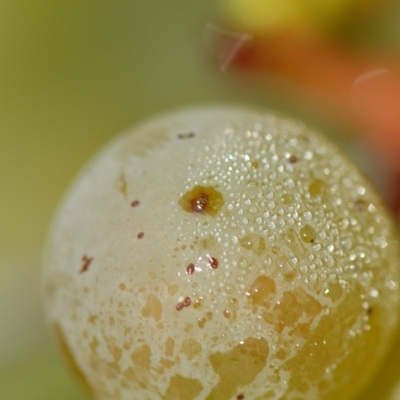 Riesling Morgentau ANT 0972